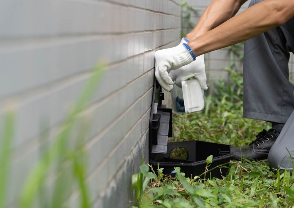 Dịch vụ bắt chuột tại nhà TPHCM